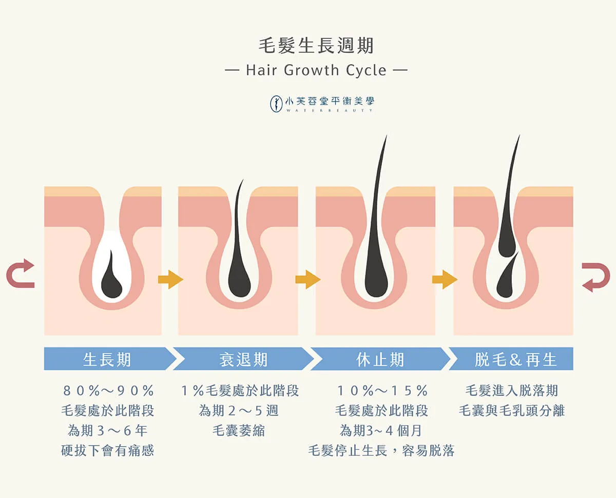 天然熱蠟除毛 水芙蓉堂天然熱蠟除毛